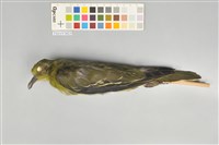 藏品(綠鳩)的圖片